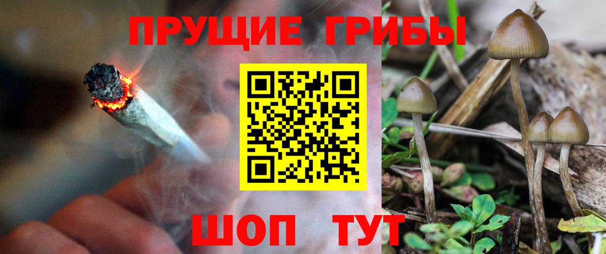 Галлюциногенные грибы Psilocybe Ревда